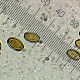 Agrocybe praecox