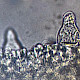 Agrocybe praecox