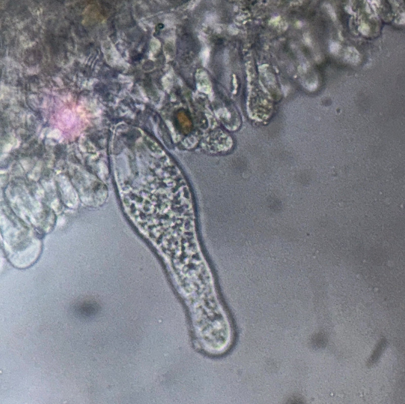 Agrocybe praecox - &copy; Charles Hipkin