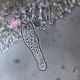 Agrocybe praecox