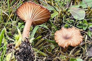 : Omphalina galericolor