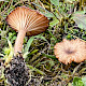 Omphalina galericolor
