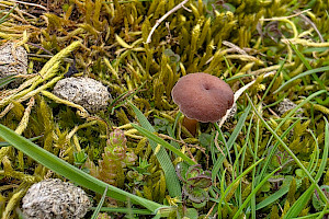 : Omphalina galericolor