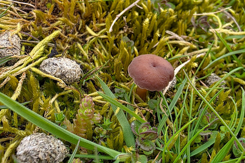 Omphalina galericolor - &copy; Barry Stewart