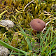 Omphalina galericolor