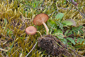 : Omphalina galericolor