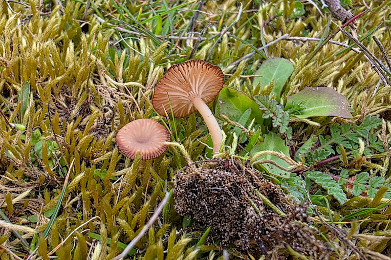 Omphalina galericolor - &copy; Barry Stewart