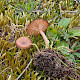 Omphalina galericolor