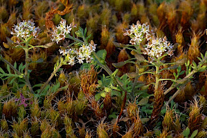 Hutchinsia: Hornungia petraea