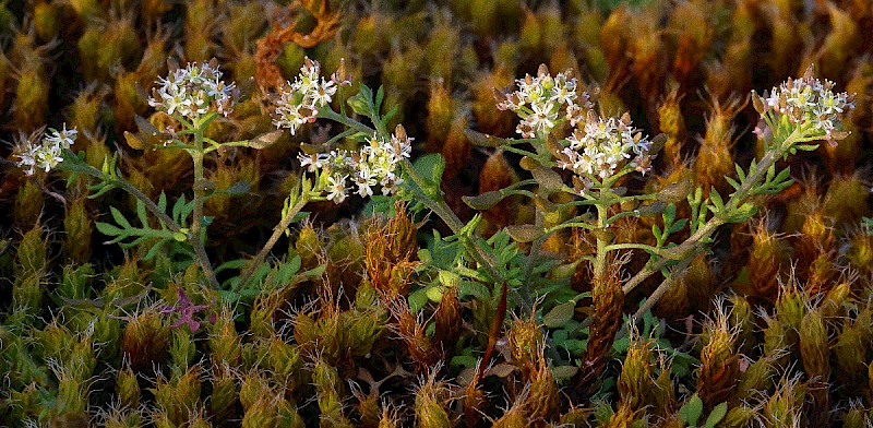 Hornungia petraea - &copy; Charles Hipkin