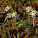 Hornungia petraea