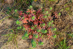 Portland Spurge: Euphorbia portlandica