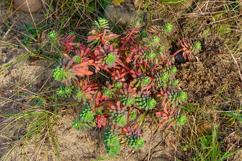Euphorbia portlandica - &copy; Charles Hipkin