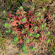 Euphorbia portlandica