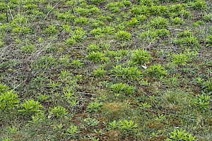 Bilbao's Fleabane: Conyza floribunda