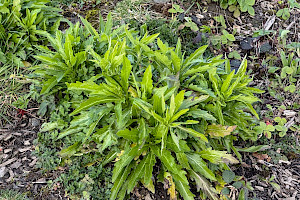 Bilbao's Fleabane: Conyza floribunda