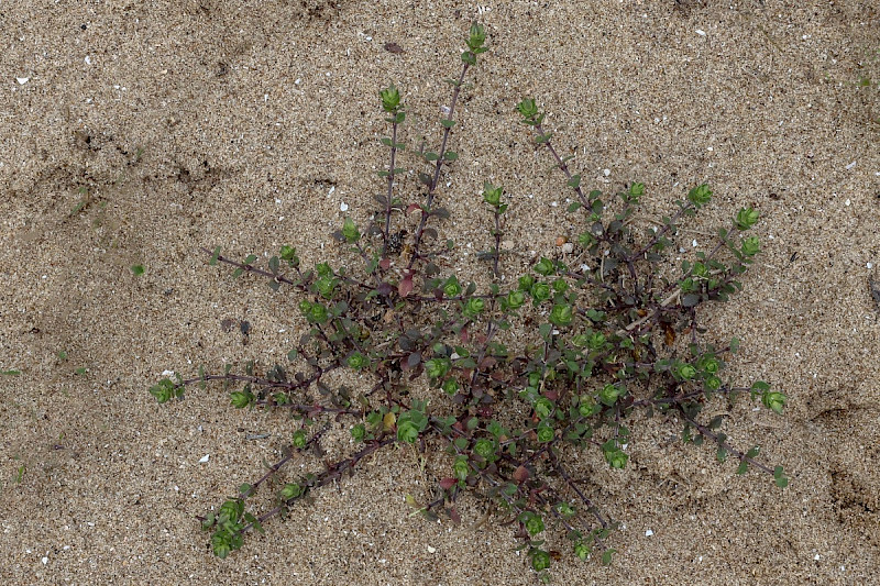 Arenaria serpyllifolia - &copy; Charles Hipkin