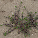 Arenaria serpyllifolia
