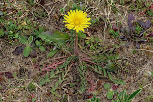 Dandelion: Taraxacum agg.