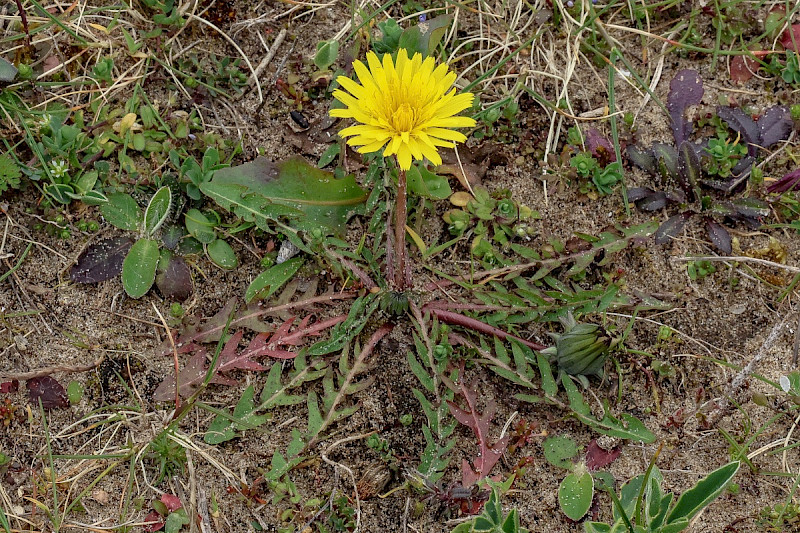 Taraxacum agg. - &copy; Charles Hipkin