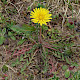 Taraxacum agg.