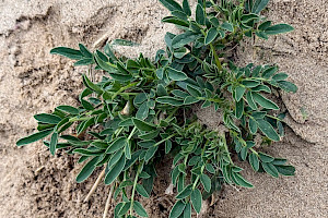 Kidney Vetch: Anthyllis vulneraria