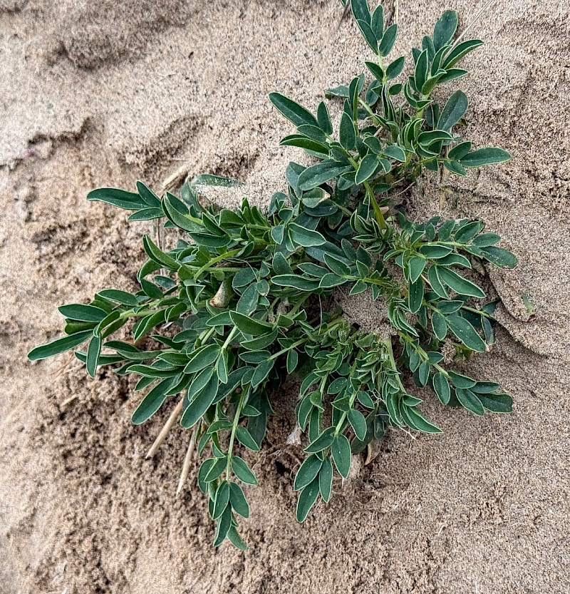 Anthyllis vulneraria - &copy; Charles Hipkin