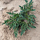 Anthyllis vulneraria