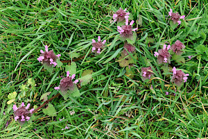 Red Dead-nettle: Lamium purpureum