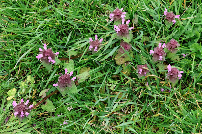 Lamium purpureum - &copy; Charles Hipkin