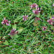 Lamium purpureum