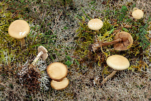 Spring Fieldcap: Agrocybe praecox