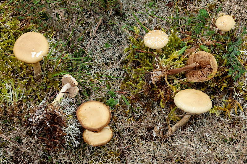 Agrocybe praecox - &copy; Charles Hipkin