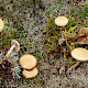 Agrocybe praecox