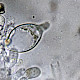 Agrocybe praecox