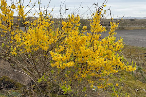 Forsythia x intermedia Forsythia