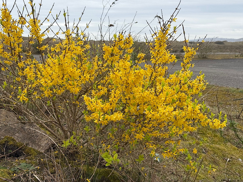 Forsythia x intermedia - &copy; Charles Hipkin