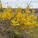 Forsythia x intermedia