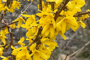 Forsythia: Forsythia x intermedia