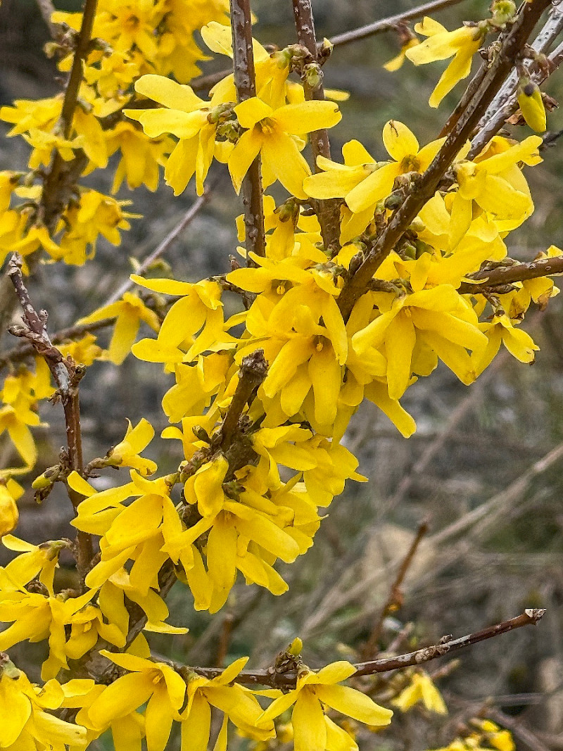 Forsythia x intermedia - &copy; Charles Hipkin