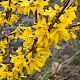 Forsythia x intermedia