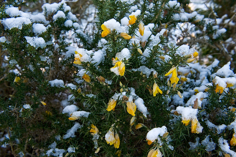Ulex europaeus - &copy; Charles Hipkin