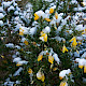 Ulex europaeus