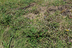 Dwarf Mouse-ear: Cerastium pumilum