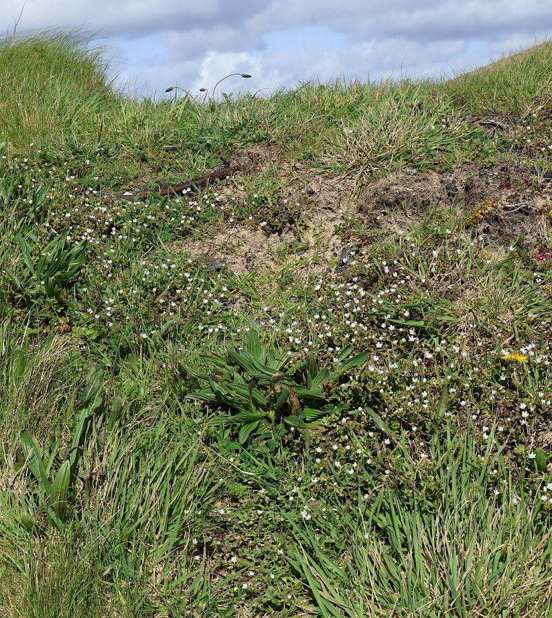 Cerastium pumilum - &copy; Charles Hipkin