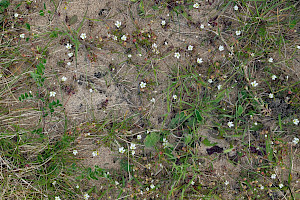 Dwarf Mouse-ear: Cerastium pumilum