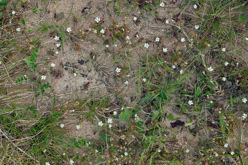 Cerastium pumilum - &copy; Charles Hipkin
