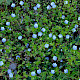 Veronica persica