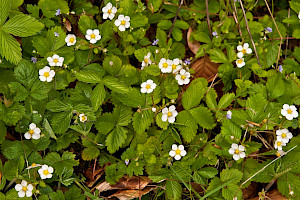 Fragaria vesca Wild Strawberry