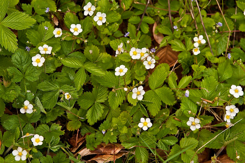 Fragaria vesca - &copy; Charles Hipkin
